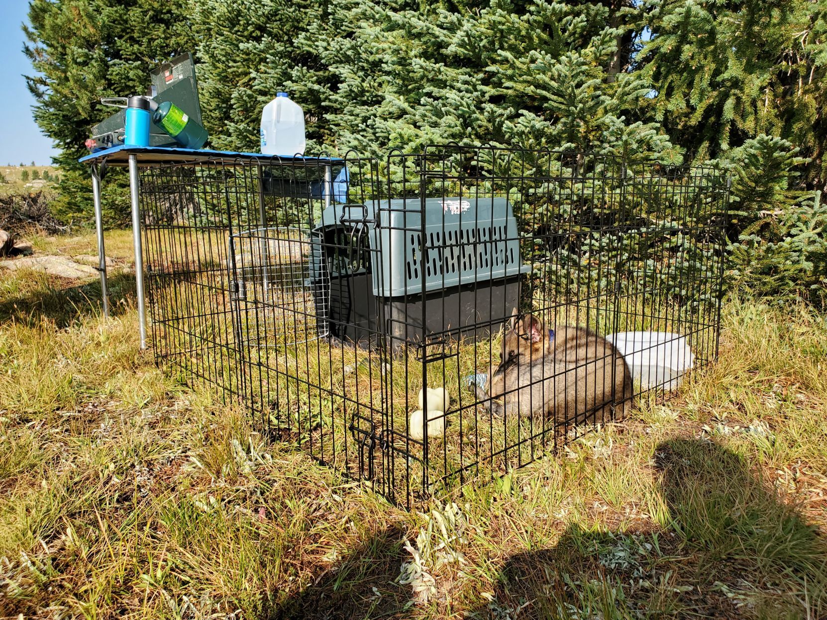 Absaroka Search Dogs